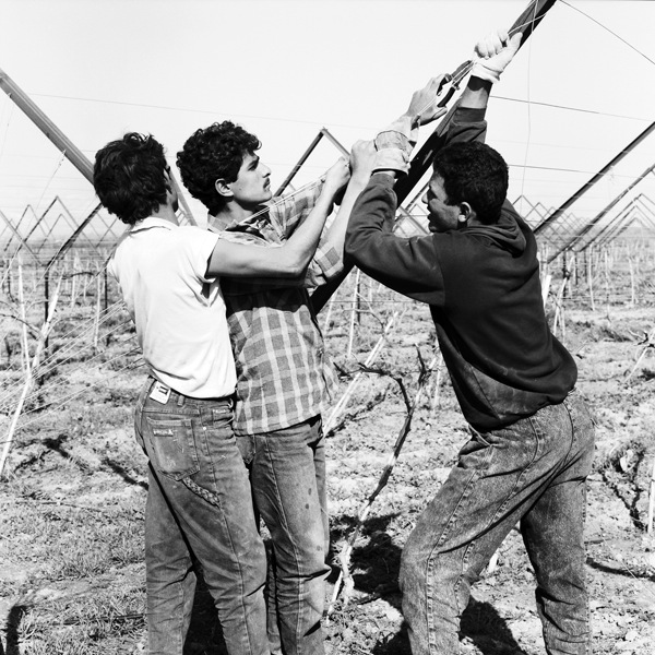 Three young Men attending to fences