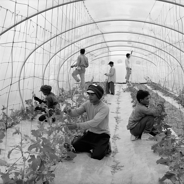 Workers in greenhouse tending crops