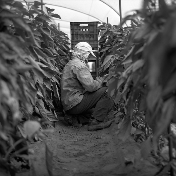 Worker tending crops in front of crates