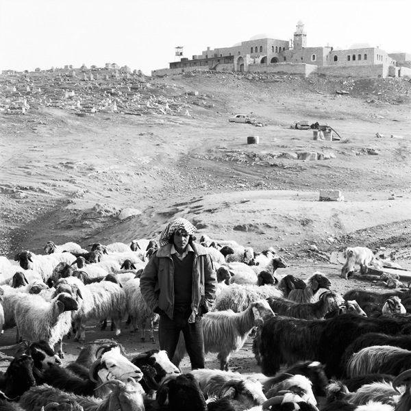 Sheephearder and flock