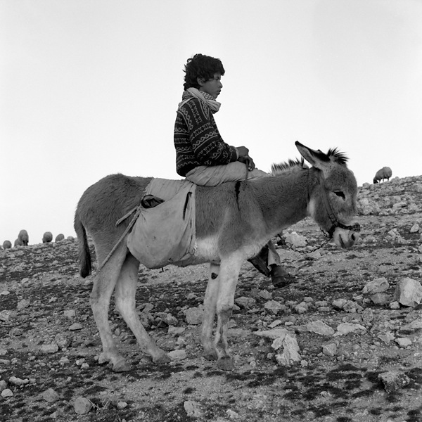 Boy on Donkey