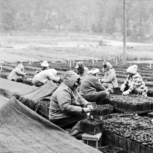 Workers in cold weather garb tending crops