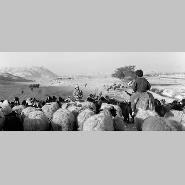 Sheepherders with Flock overlooking mountains