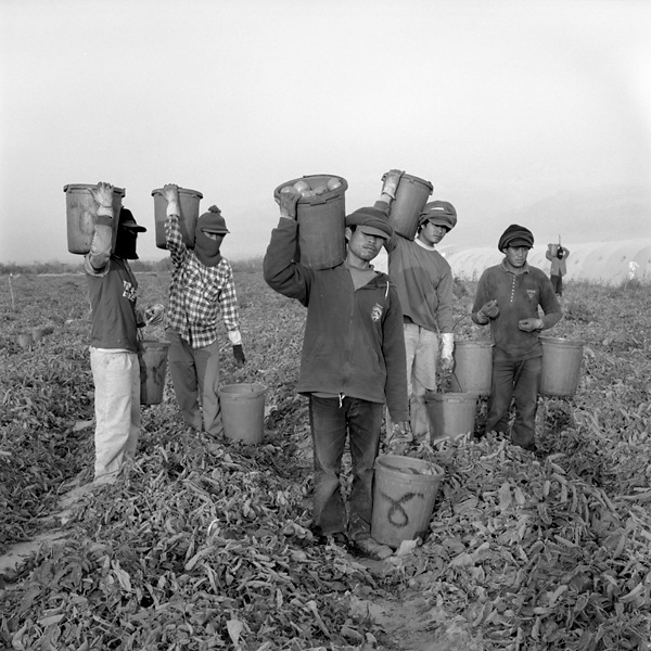 Six Men with buckets of crops in the fields