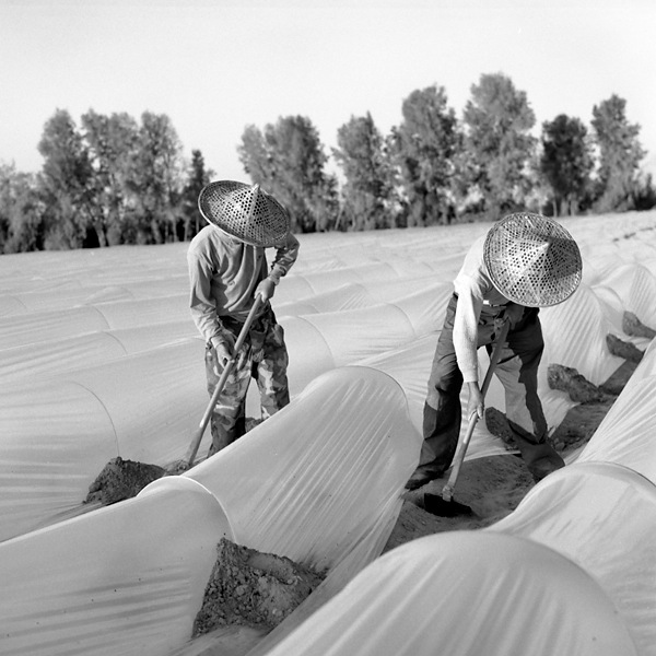 Two Men in hats tending the fields